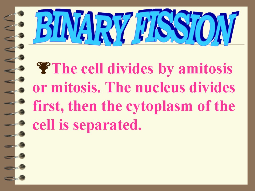 The cell divides by amitosis or mitosis. The nucleus divides first, then the cytoplasm